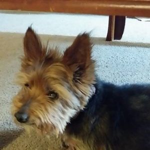 Meet your Posher, Jerry